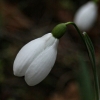 galanthus sam arnott - abriachan nurseries